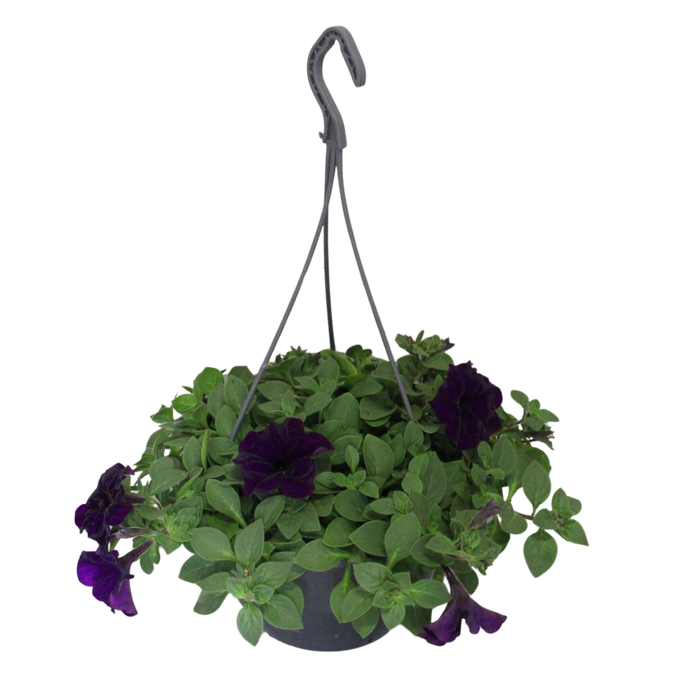 Hangpotten 23 cm Petunia Cobalt Blue