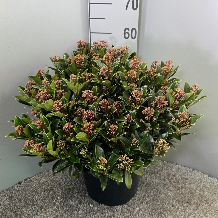 <h4>Skimmia japonica 'Antarctica'</h4>