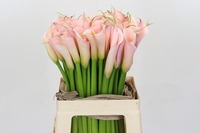 Zantedeschia Eydolls Pink