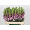 Antirrhinum Potomac Lavender