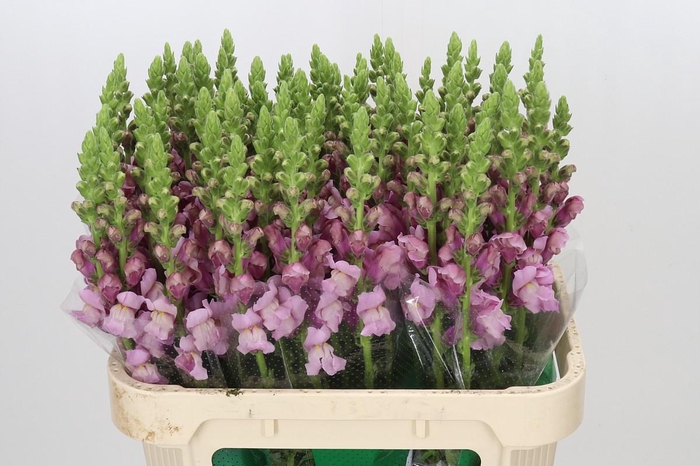 <h4>Antirrhinum Potomac Lavender</h4>