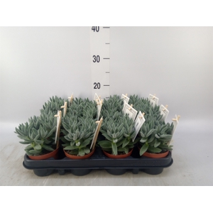 Crassula  'Tarantula'