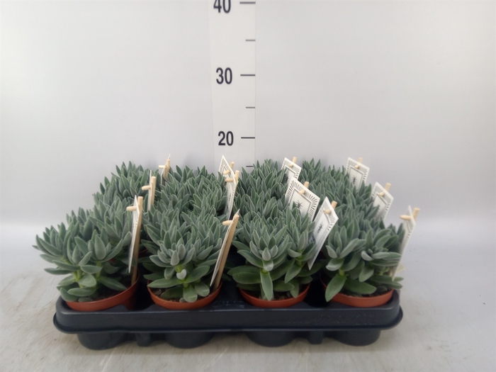 <h4>Crassula  'Tarantula'</h4>
