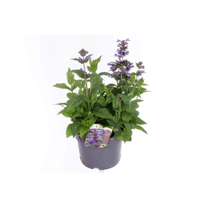 Nepeta Neptune