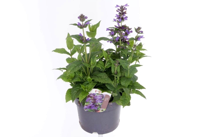 <h4>Nepeta Neptune</h4>