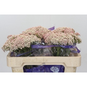 Ozothamnus Cooks Tall Pink