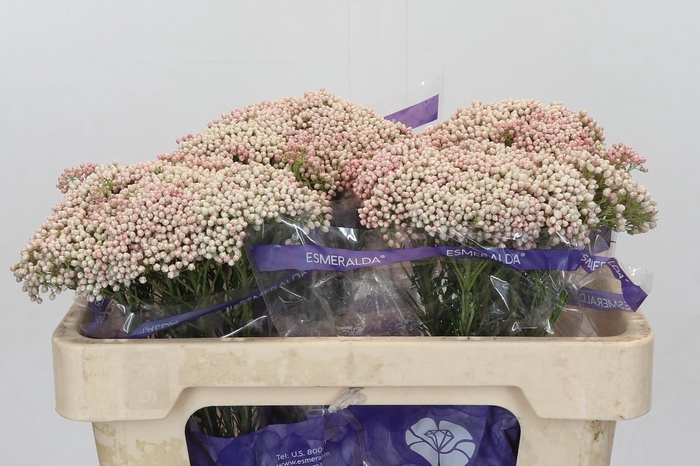 Ozothamnus Cooks Tall Pink