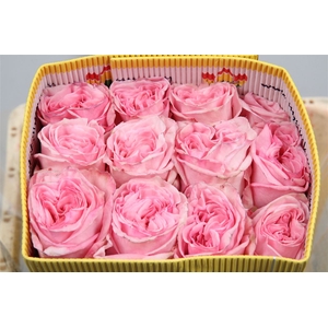 R Gr Pink O'hara Ec