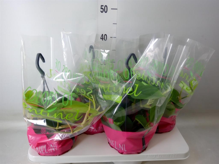 <h4>Philodendron scand.</h4>