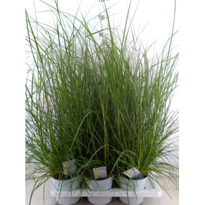 Pennisetum alopec. 'Hameln'
