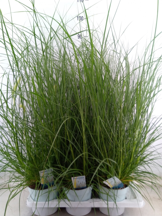 <h4>Pennisetum alopec. 'Hameln'</h4>