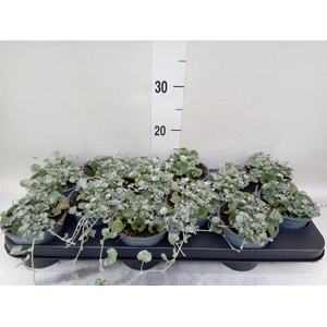 Dichondra argentea 'Silver Falls'