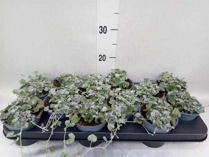 <h4>Dichondra argentea 'Silver Falls'</h4>