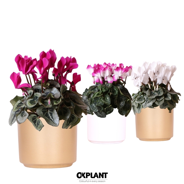 <h4>Cyclamen mix in Simplicity pot mix</h4>