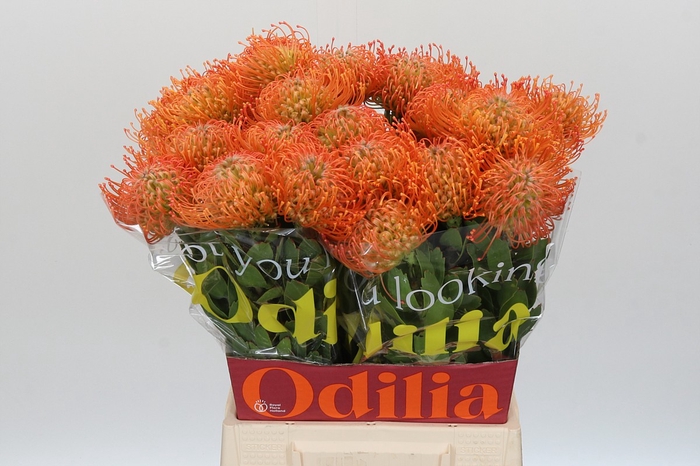 Nutans Queen Julia