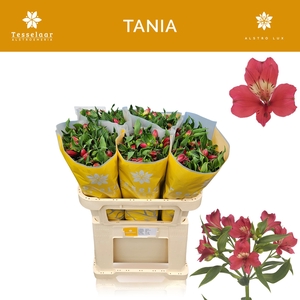 ALSTR TANIA