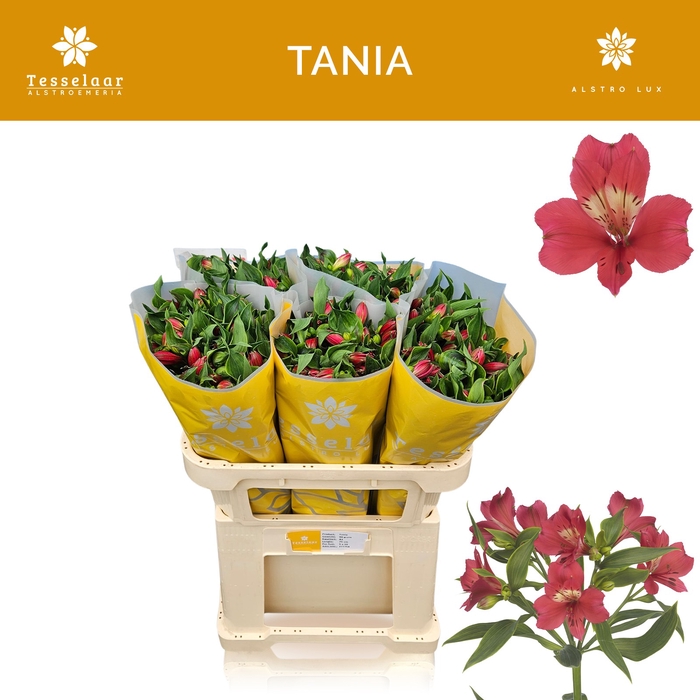 <h4>ALSTR TANIA</h4>