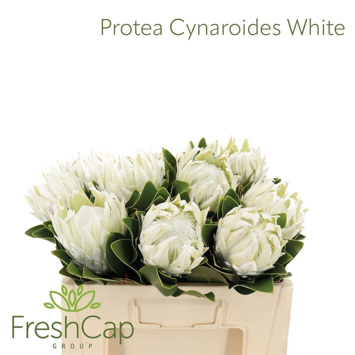<h4>Protea cynaroides 'Full Moon'</h4>