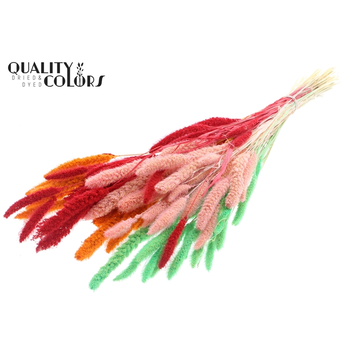 <h4>Setaria per bunch Bleached  Fluor Sorbet</h4>