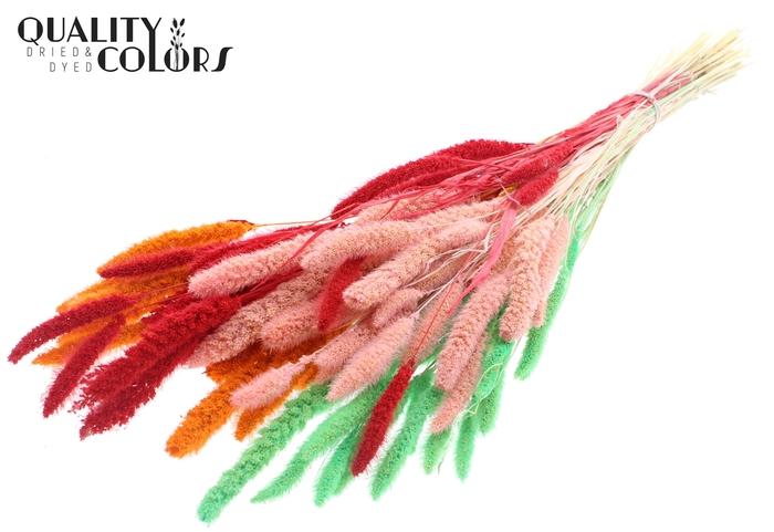 Setaria per bunch Bleached  Fluor Sorbet