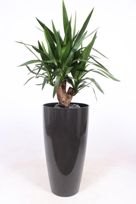 <h4>Yucca elephantipes in Santorini pot "antraciet"</h4>