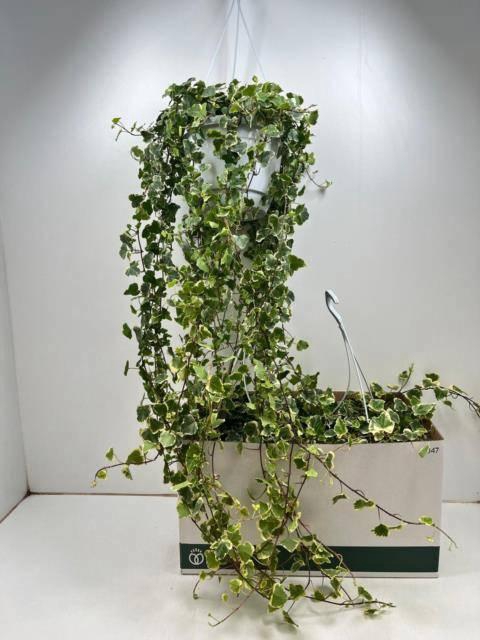 <h4>HED HE WHITE WONDER</h4>