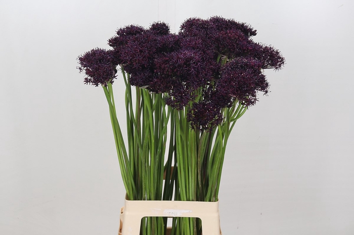 <h4>Allium Atropurpureum</h4>