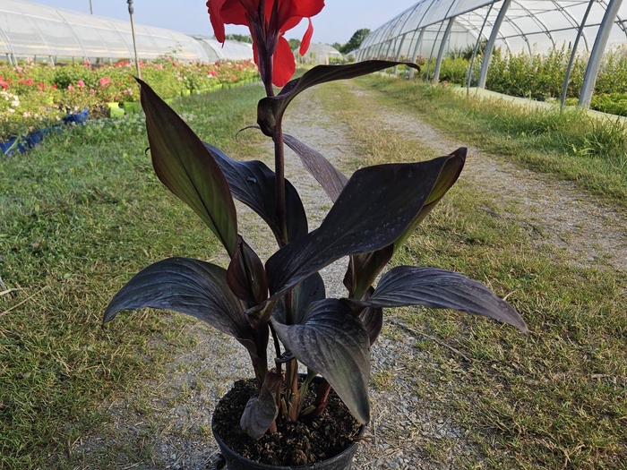 Canna gemengd