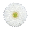 GERBERA SNOWBALL > 10 CM DIAM < 050 CM BRANCO