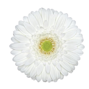 GERBERA SNOWBALL > 10 CM DIAM < 050 CM BRANCO