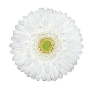 GERBERA SNOWBALL > 10 CM DIAM < 050 CM BRANCO