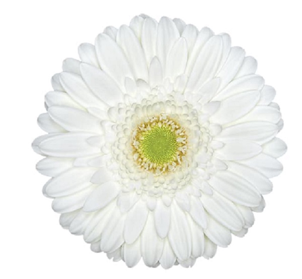 <h4>GERBERA SNOWBALL > 10 CM DIAM < 050 CM BRANCO</h4>