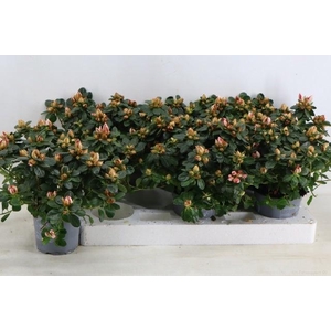 RHODO SI SACHSENSTER