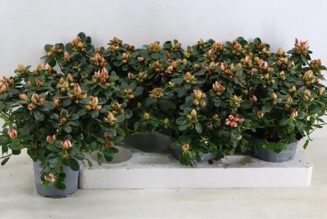 <h4>RHODO SI SACHSENSTER</h4>