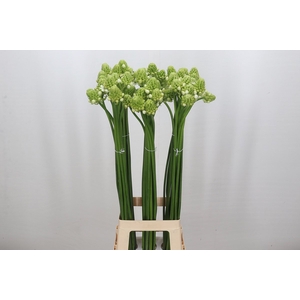 Ornithogalum Saundersiae