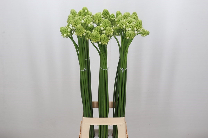 Ornithogalum Saundersiae
