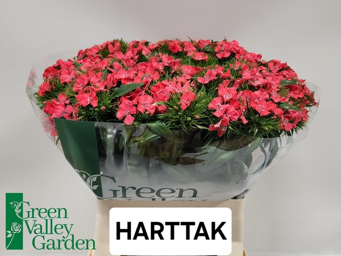 <h4>DI BARB S WILL CORAL</h4>