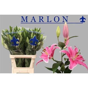 Li Or Marlon 5+