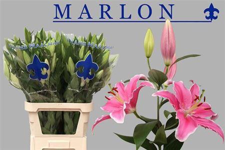 <h4>Li Or Marlon 5+</h4>