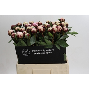 Paeonia Reine Hortense