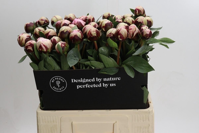 Paeonia Lact. Reine Hortense