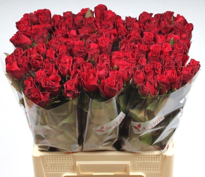 <h4>R GR UPPER CLASS</h4>