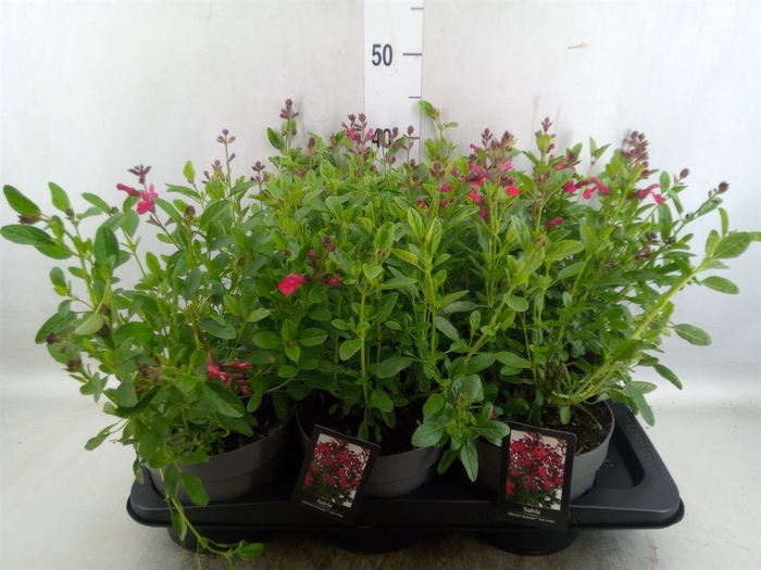<h4>Salvia greggii 'Mirage Hot Pink'</h4>