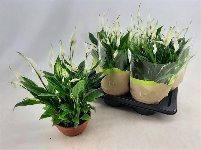 <h4>SPATH CHOPIN</h4>