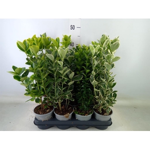 Euonymus japon.   ...mix