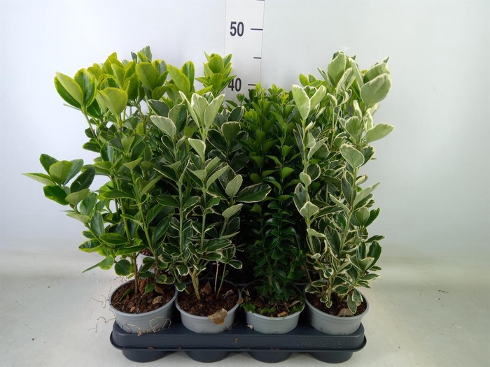 <h4>Euonymus japon. ...mix</h4>