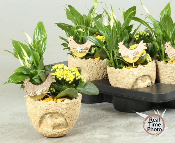 <h4>ARR KAMERPL</h4>