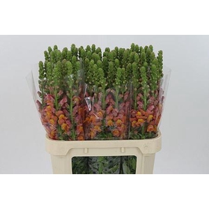 Antir Mary D Orange It