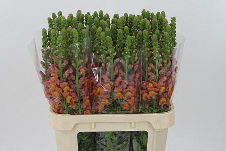 <h4>Antir Mary D Orange It.</h4>