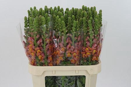 <h4>Antir Mary D Orange It.</h4>